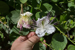 Capparis spinosa
