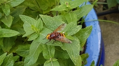 Volucella zonaria