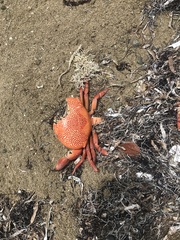 Carpilius corallinus