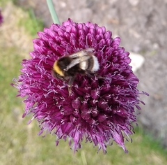 Bombus lucorum