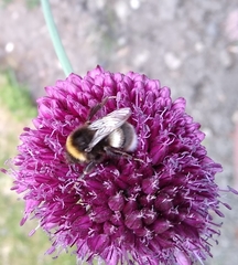 Bombus lucorum