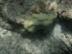 Hydnophora microconos