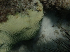 Hydnophora microconos