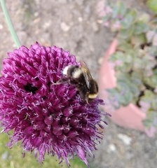 Bombus lucorum