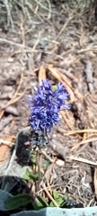 Veronica allionii