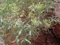 Hormathophylla spinosa