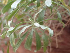 Hormathophylla spinosa