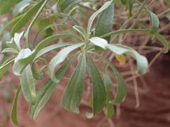 Hormathophylla spinosa