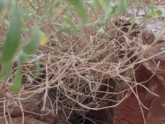 Hormathophylla spinosa