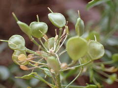 Hormathophylla spinosa
