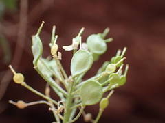 Hormathophylla spinosa