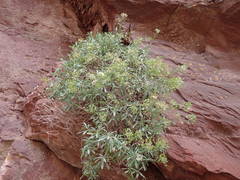 Hormathophylla spinosa