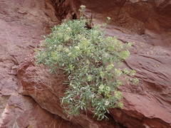 Hormathophylla spinosa