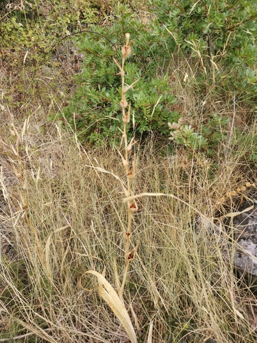 mečík (Gladiolus)