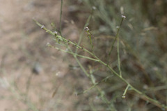 Lepidium graminifolium