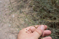 Lepidium graminifolium