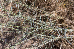 Lepidium graminifolium