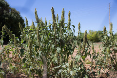 Amaranthus retroflexus
