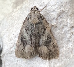 Catocala blandula