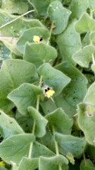 Kickxia spuria integrifolia