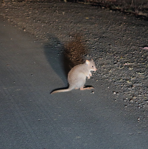 アカネズミカンガルー