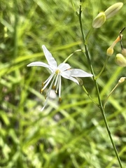 Anthericum