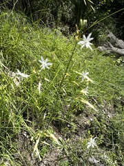 Anthericum