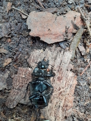 Lucanus cervus