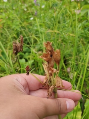Primula veris macrocalyx
