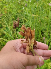 Primula veris macrocalyx
