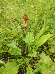 Primula veris macrocalyx