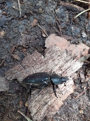 Lucanus cervus