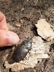 Lucanus cervus