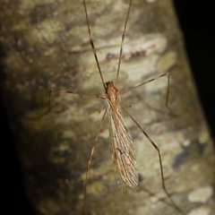Limoniinae