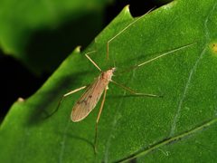 Amphineurus insulsus