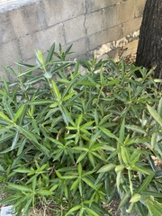 Nerium oleander