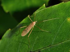 Amphineurus insulsus