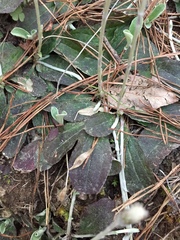 Antennaria solitaria