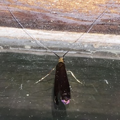 Adela caeruleella