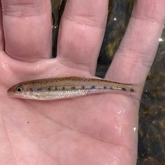 Erimystax dissimilis