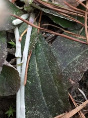 Antennaria solitaria