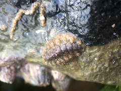 Acanthochitona