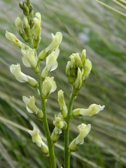 Astragalus arrectus