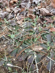 Antennaria solitaria
