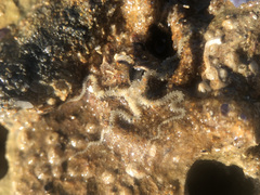 Amphipholis squamata