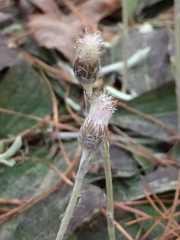 Antennaria solitaria