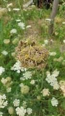 Daucus carota