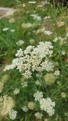 Daucus carota