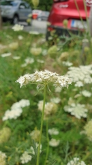 Daucus carota