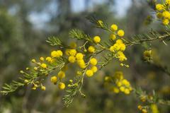 Acacia ruppii